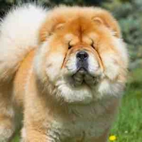 Doggi 