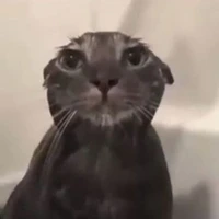 meow meow (meow)