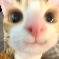 meow