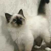 ยูนเซสร์