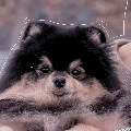 yeontan
