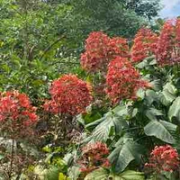 พระเจ้า(ร่างปลอม)