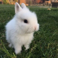 KELINCI PUTIH (JAEMIN)