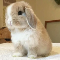 🐇~Bambam