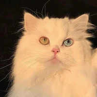 Bibi Yuu[kucing keluarga Yuu]