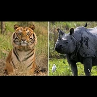 harimau dan badak