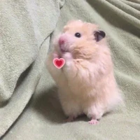 แอดฮะ