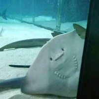 Ray