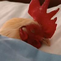 Juan