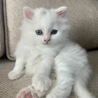 Yumi