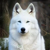 Mishu lobo de koki