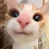 Gato