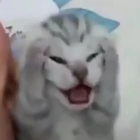 Gato