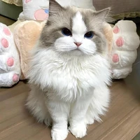 Javier/Pet cat