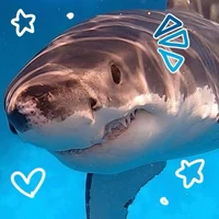 Daddy Shark 🦈
