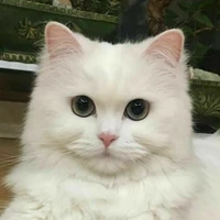 gato