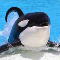 Robot Orca 001