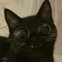 𝘨𝘢𝘵𝘰 𝘥𝘳𝘰𝘨𝘢- 𝘧𝘰𝘧𝘪𝘯𝘩𝘰 ^^