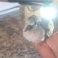 Criadora