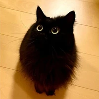 croqueta