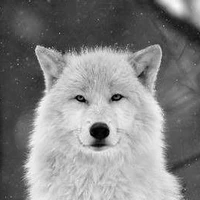 lobo de jungkook