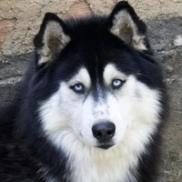 ambar