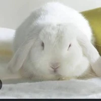 มิว