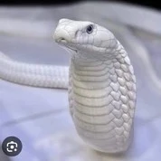 ชานม
