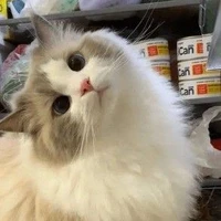 เทียนขาว(ในร่างแมว)🐱
