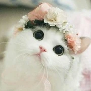 แอดเอง