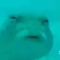 ชบา