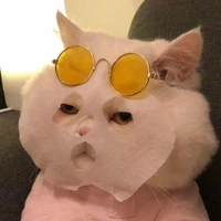 กามเทพเหมียว