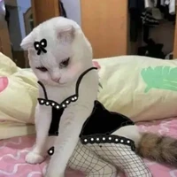 กามเทพเหมียว