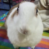 แอดชอบธงเขว