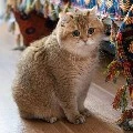 อลิส