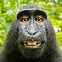 Tha Monkey