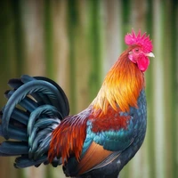ayam 