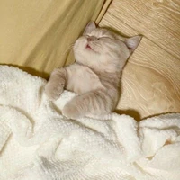 แอดเองคับ