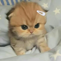 แอดงาย💗