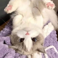 เบล