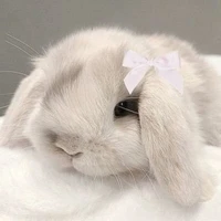 bunny
