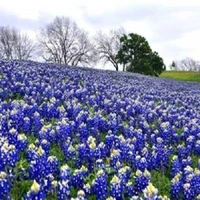 All