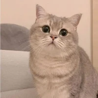 แอดเอง