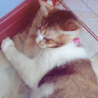 เเอดเเอ๊ด