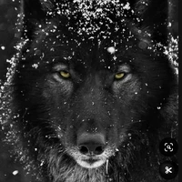 Lobo de Thomas
