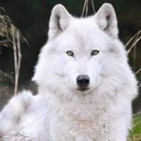 Lobo do Noah