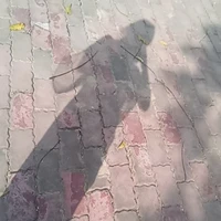 Author(Vanilla 🐑⚡)