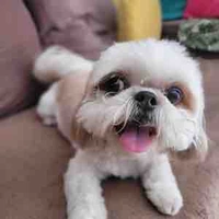 Mei Mei ( dog )