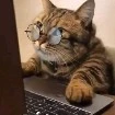 don miau(administrador de ventas)