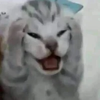 แอดเองง